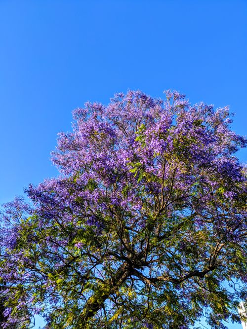 Free Low-angle view of a blooming Jacaranda tree under a bright blue sky in Los Angeles. Stock Photo