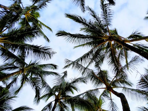 Бесплатное стоковое фото с белые облака, деревья, кокос
