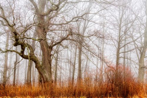 Free Long tall brown leafless trees above dry yellow grass in empty dense autumn forest Stock Photo