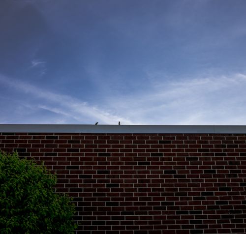 Free stock photo of abstract, art, birds Stock Photo