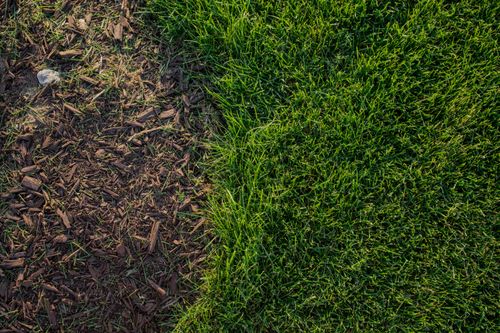 Free stock photo of brow, brown, brown and green Stock Photo