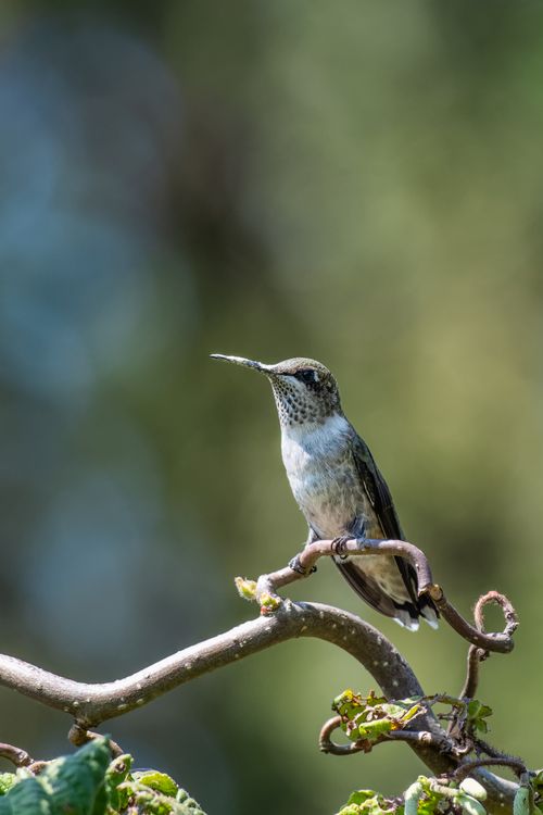 Free White chested emerald with long beak looking ahead while resting on brown thick branch in garden on blurred background Stock Photo