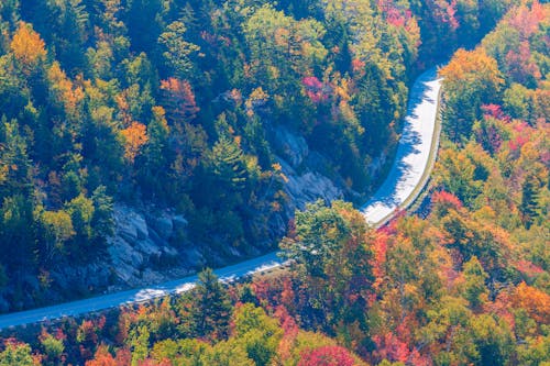 Free Curve asphalt road through autumn forest Stock Photo