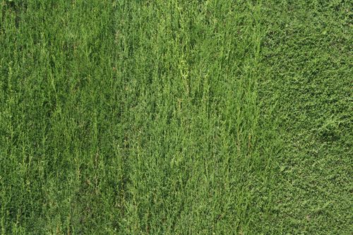 Free stock photo of ramas de árbol, seto, textura Stock Photo
