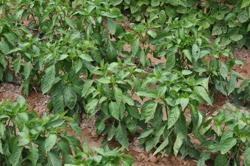 Free stock photo of garden, huerta, los tomates Stock Photo