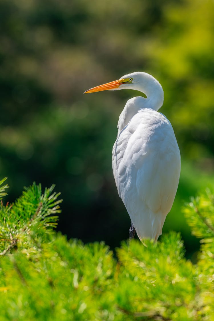 Big White Heron With Yellow Beak