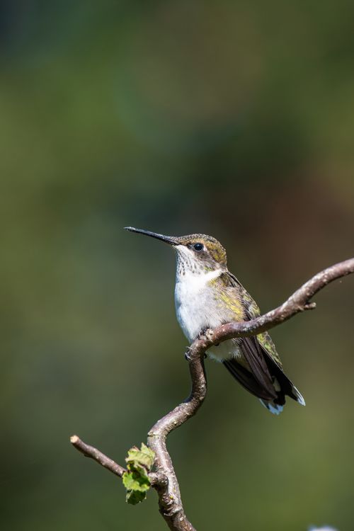 Free Low angle of small hummingbird with long beak sitting on thin twig against blurred background of nature Stock Photo