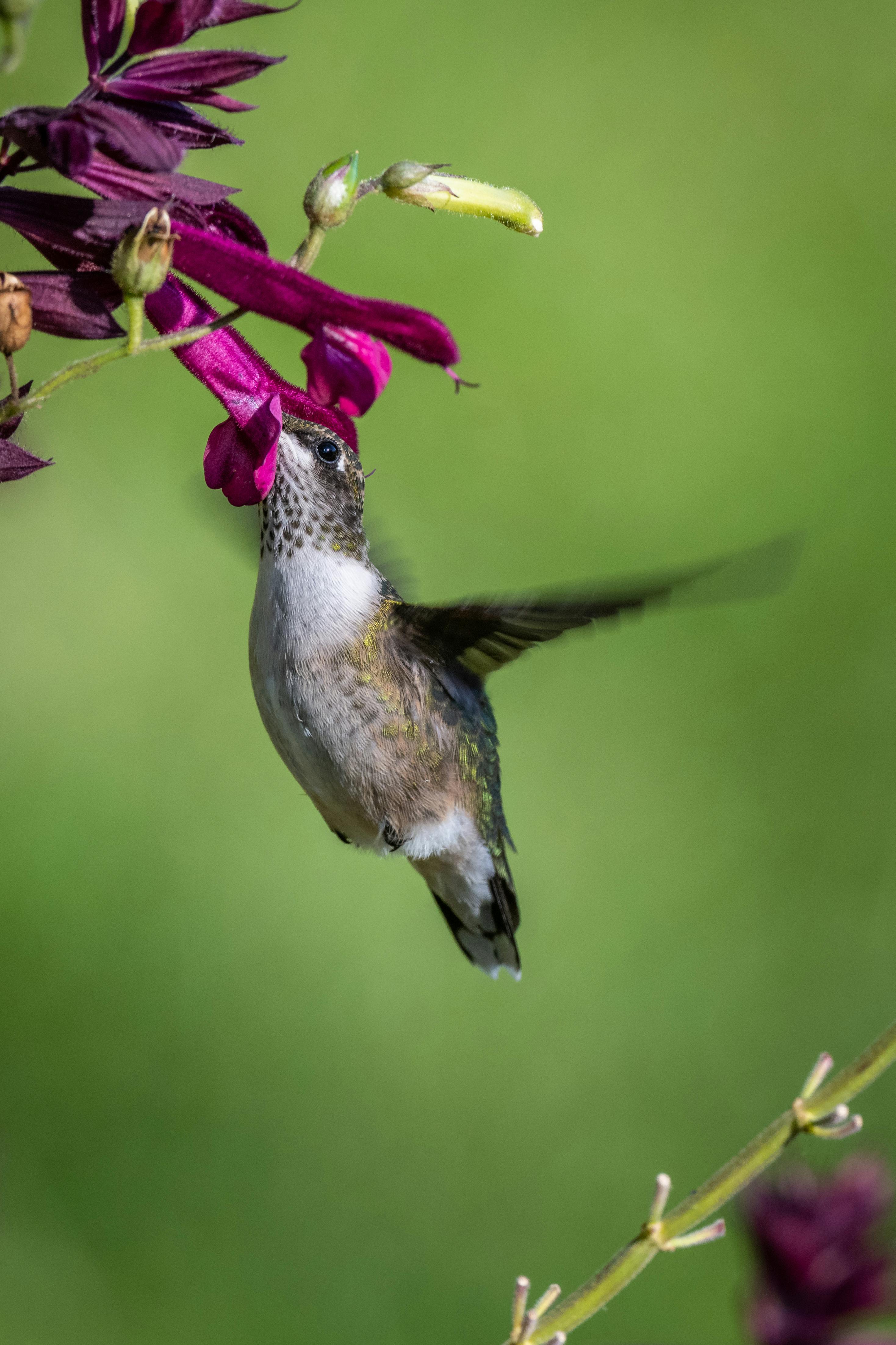 small flying hummingbird eating nectar from blooming flower