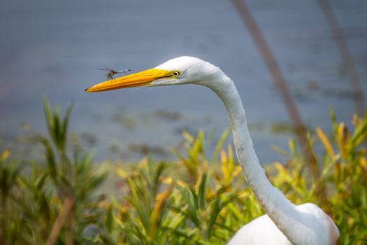 Yellow billed great heron with white plumage sitting with dragonfly on long beak in grass on bank of swamp