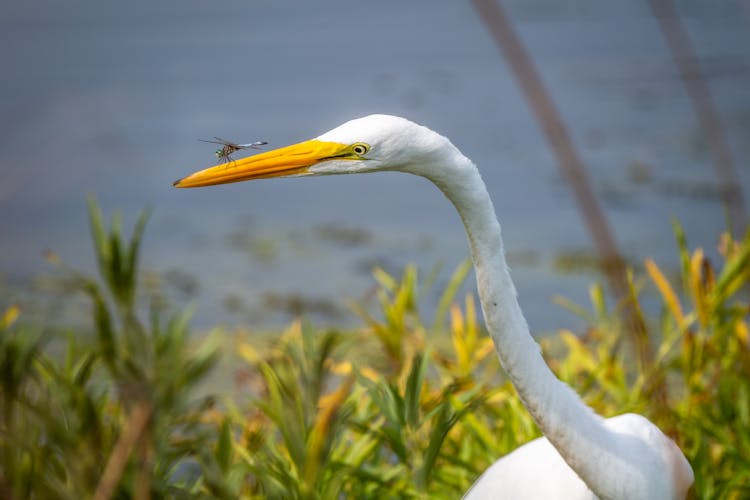 White Egret With Dragonfly On Beak Next To Pond