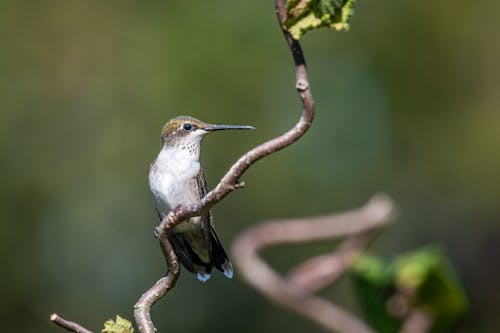 Small hummingbird on plant in wildlife