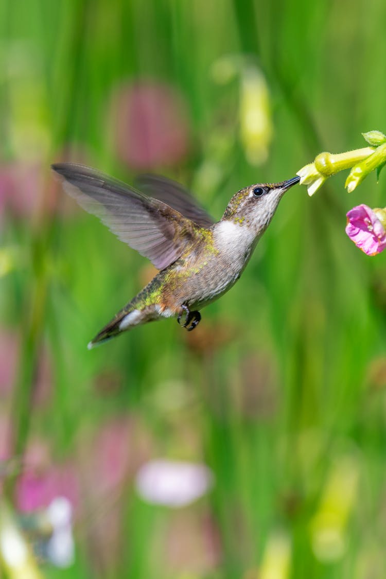 Tiny Hummingbird Collecting Pollen From Flower