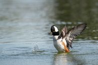 Single duck flapping wings on pond