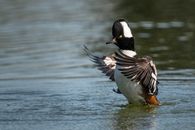Wild Hooded Merganser with white fanlike crest on head flapping wings preparing for flight over rippling surface of lake