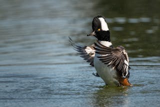 Wild Hooded Merganser with white fanlike crest on head flapping wings preparing for flight over rippling surface of lake