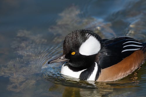 From above of small North American duck with high circular crest on head swimming on pond
