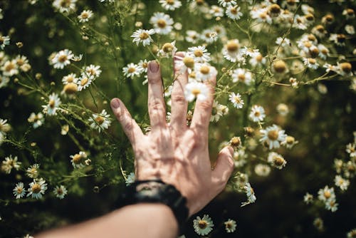 From above of crop anonymous person touching delicate blooming chamomile flowers growing in meadow in summer day