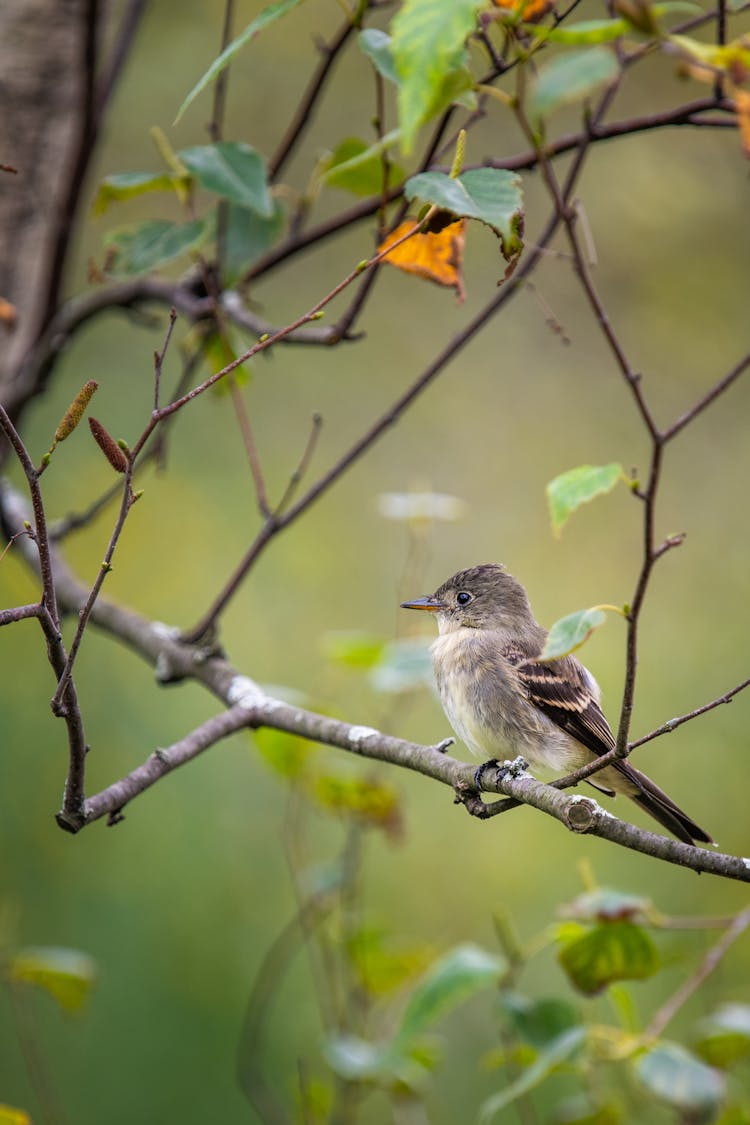 Small Eastern Wood Pewee On Branch