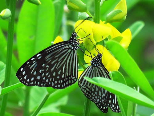 Twee Zwart Grijze Vlinders Die Op Gele Bloem Neerstrijken