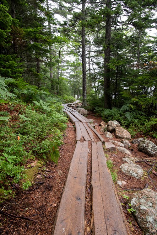 Narrow lumber footpath going through dense forest with coniferous trees with green grass and bushes