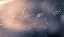 Spider Web in Close Up Photography