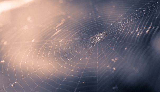 Close-up of a spider web beautifully illuminated by soft sunlight, highlighting its intricate patterns.