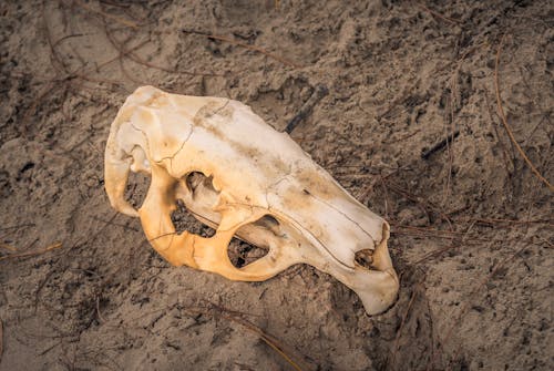 Безкоштовне стокове фото на тему «capivara, caveira»