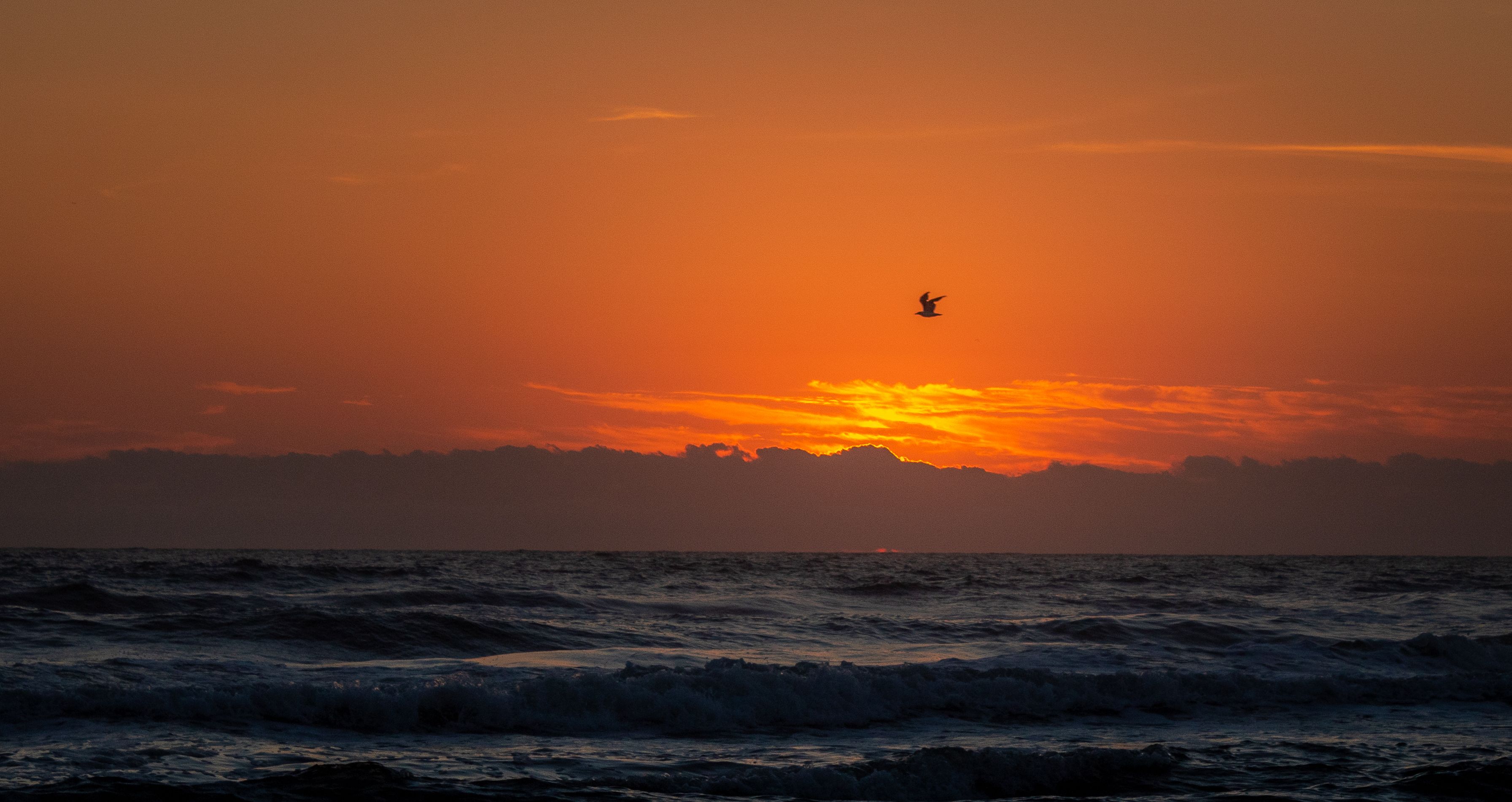 A Bird Flying over the Sea during Sunset · Free Stock Photo