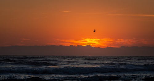 A Bird Flying over the Sea during Sunset