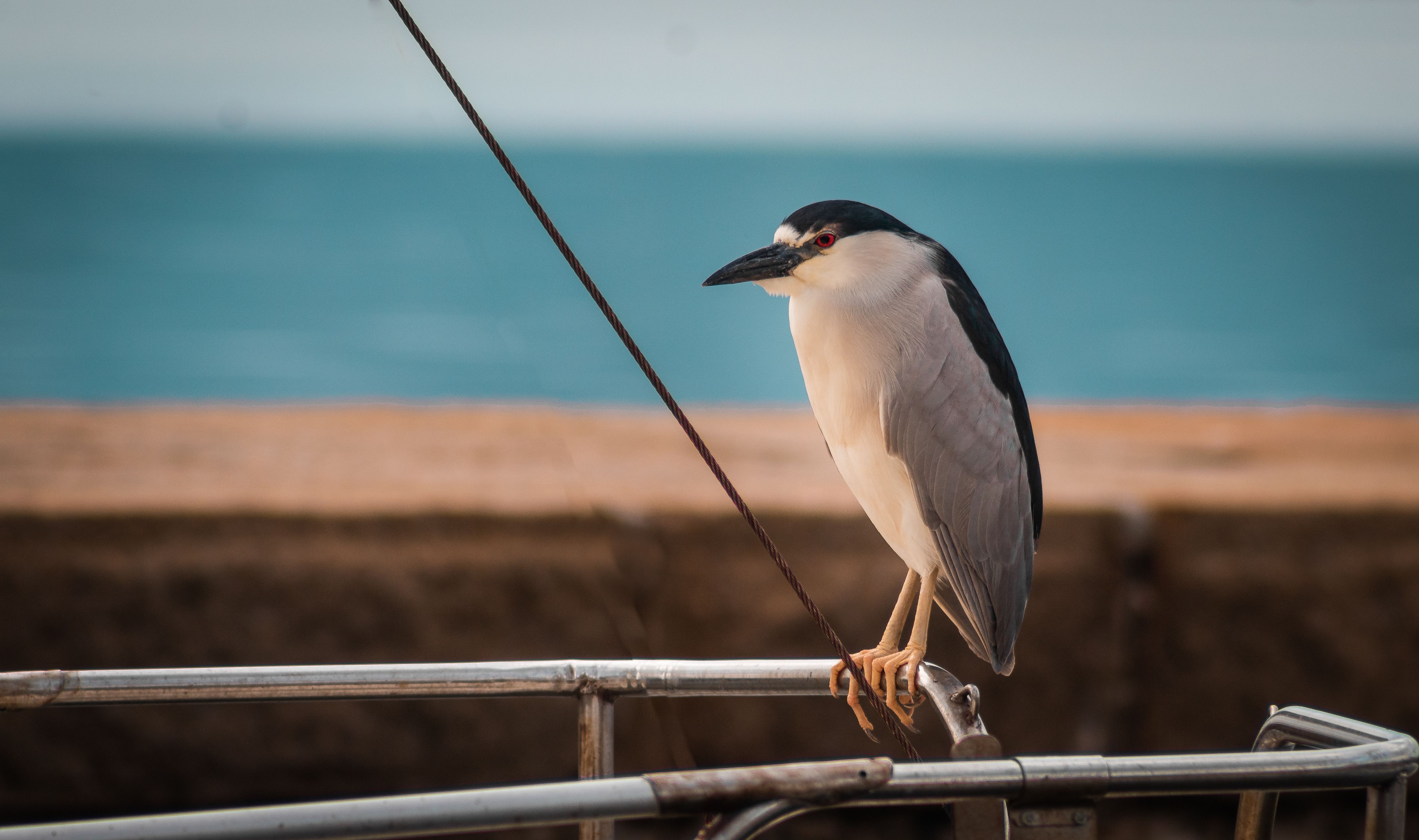 A black-crowned night heron perched on a railing with a blurred seaside background.