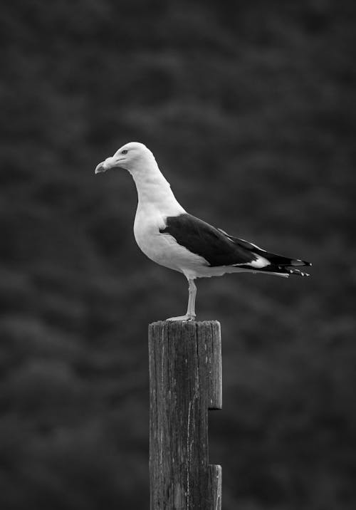 Free A Bird Perched on a Wood Post Stock Photo