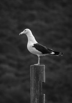 Black and white photo of a seagull perched on a wooden post against a blurred background.