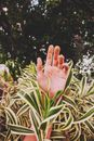 Persons Hand Going Through the Plant Leaves