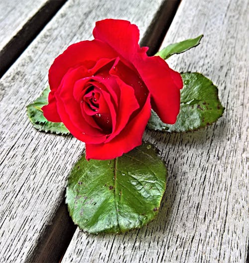 red roses pexels free
