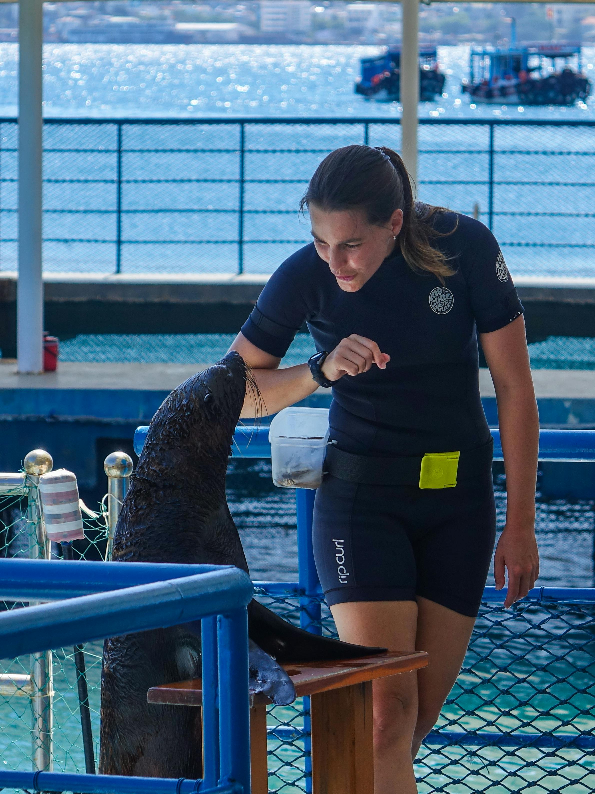 女驯马师在海边的户外海洋设施里与海狮互动