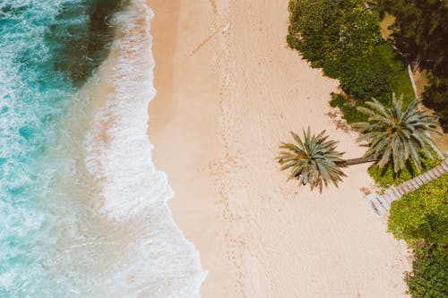 Aerial View of Green Trees on Beach