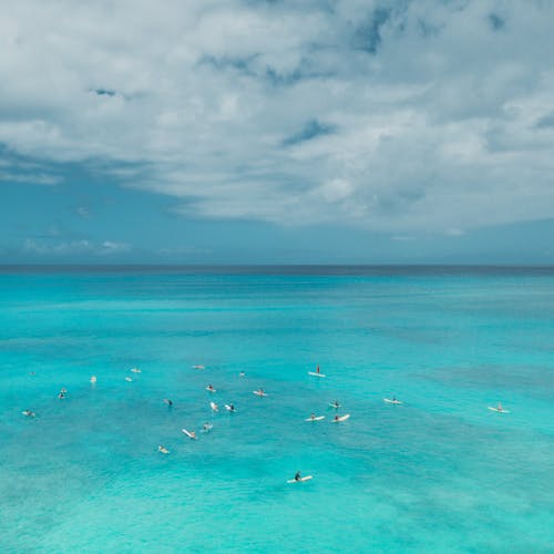 Birds Flying over the Sea