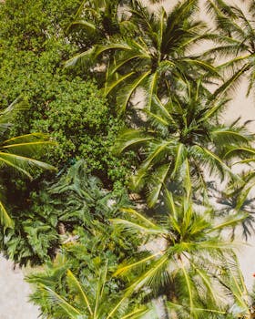 Aerial view of vibrant green palm trees and foliage in Hawaii, USA, capturing nature's beauty.