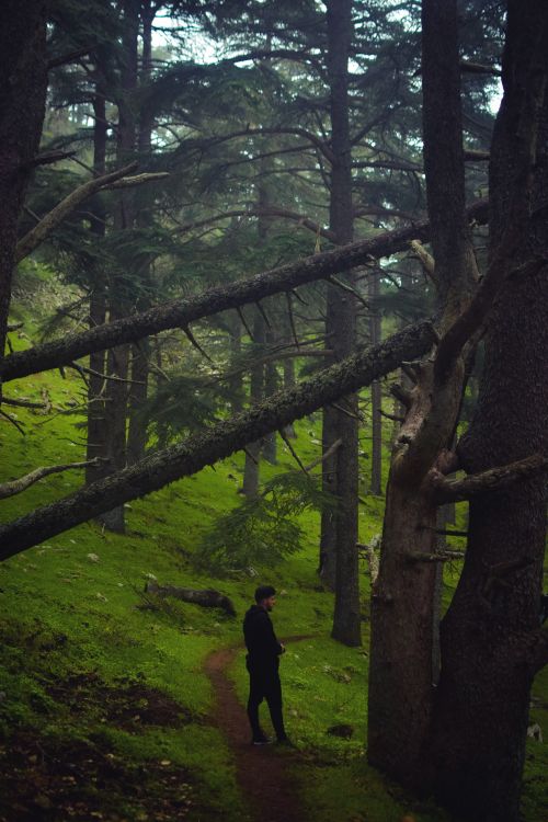 A Man Standing Near the Trees in the Forest · Free Stock Photo