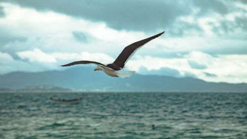Free Seabird with spread wings soaring above wavy sea behind mountains under cloudy sky in twilight Stock Photo