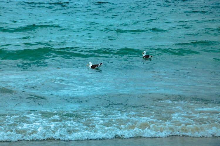 Seagulls Catching Fish On Wavy Ocean Near Beach