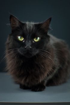 工作室环境中，一只毛茸茸的黑猫睁着明亮的绿色眼睛，肖像十分迷人