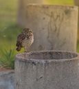 Carnivorous bird with ornamental brown plumage and focused gaze looking at camera while sitting on cement construction