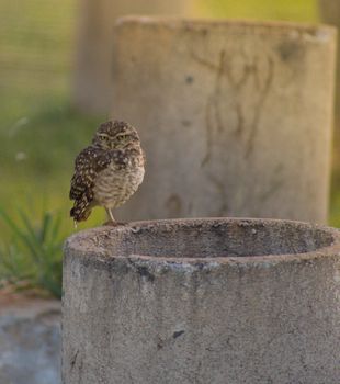 Carnivorous bird with ornamental brown plumage and focused gaze looking at camera while sitting on cement construction