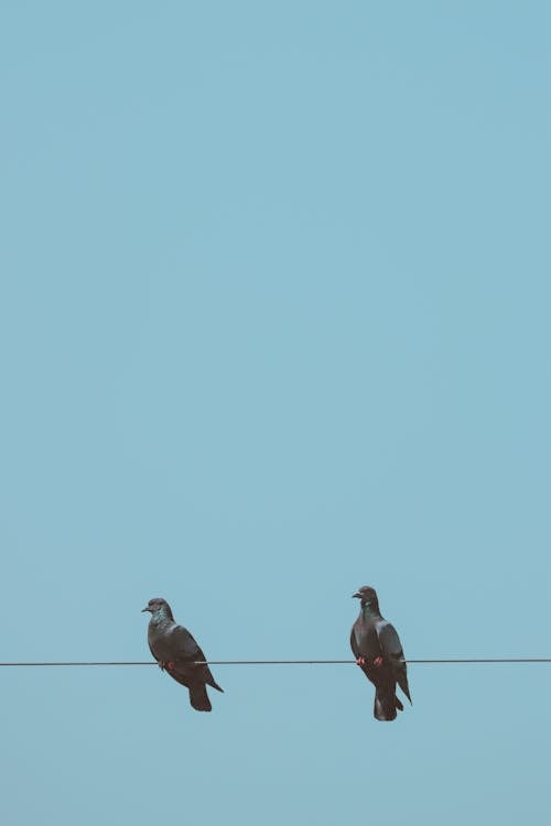 Free Pigeons on a Wire Stock Photo