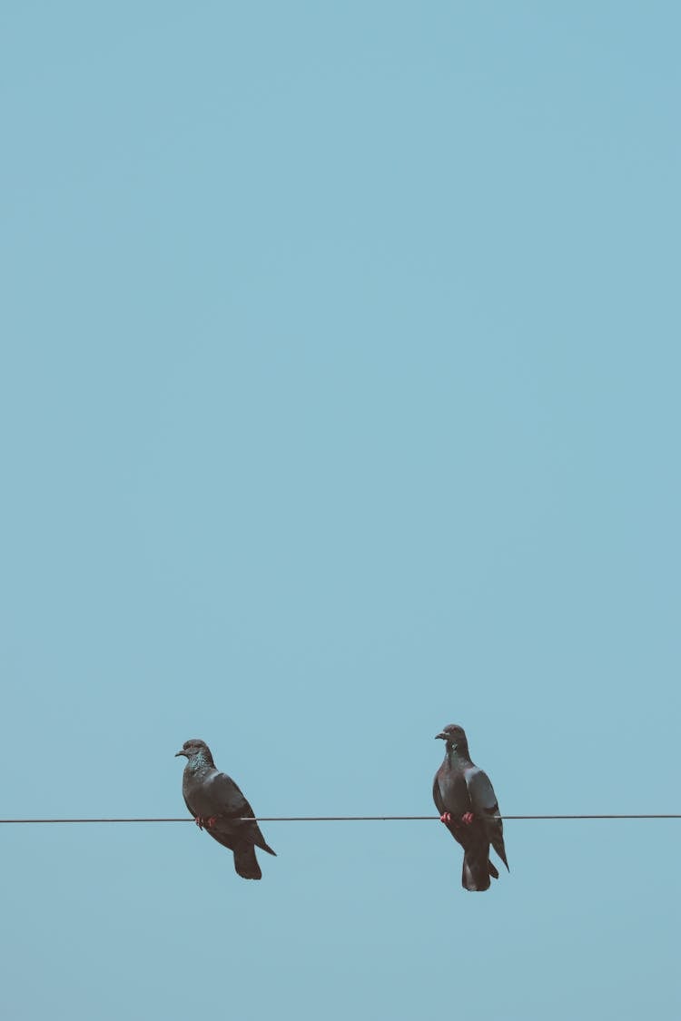 Pigeons On A Wire