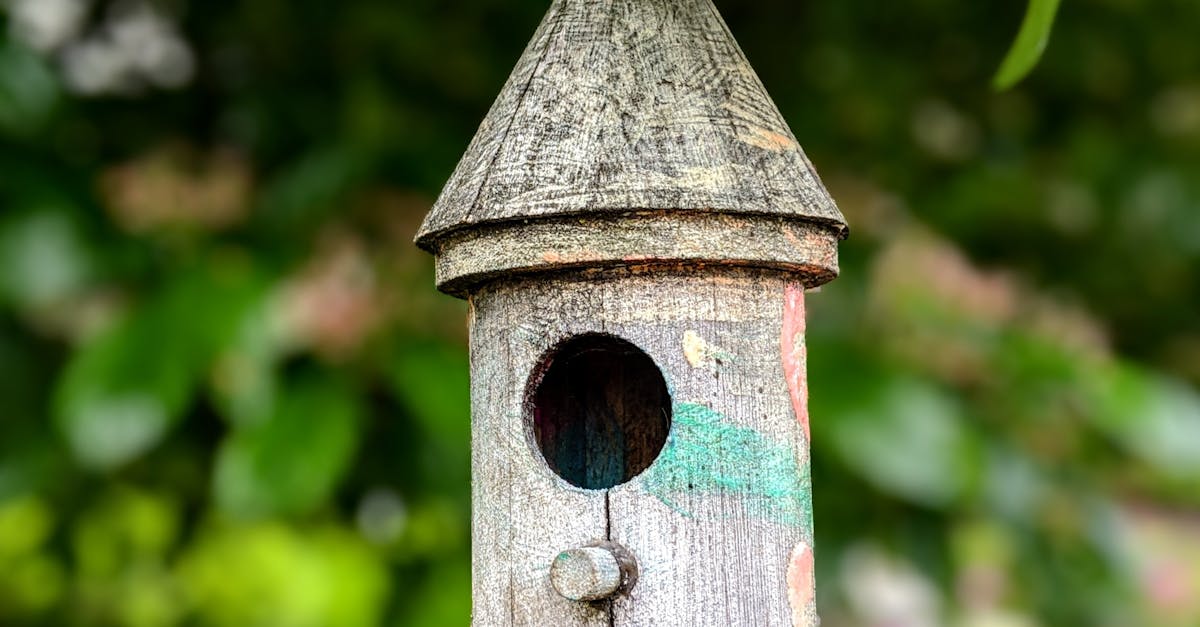 How to get rid of crows on my bird feeder