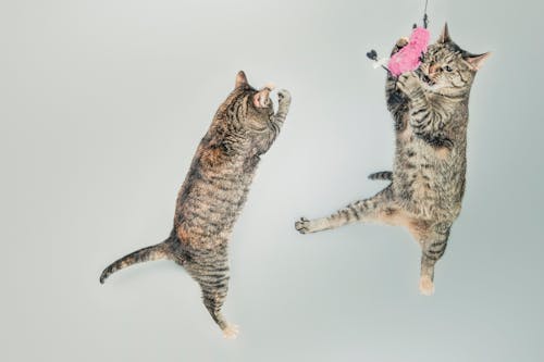 Free Two Brown Tabby Cats Stock Photo