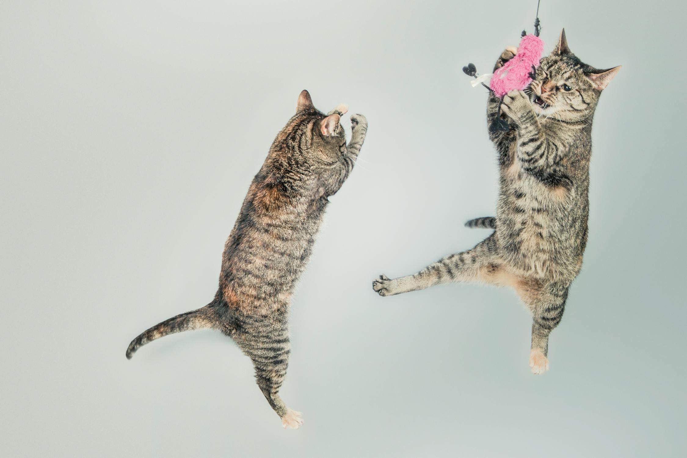 https://images.pexels.com/photos/4602/jumping-cute-playing-animals.jpg?auto=compress&cs=tinysrgb&dpr=2&h=750&w=1260