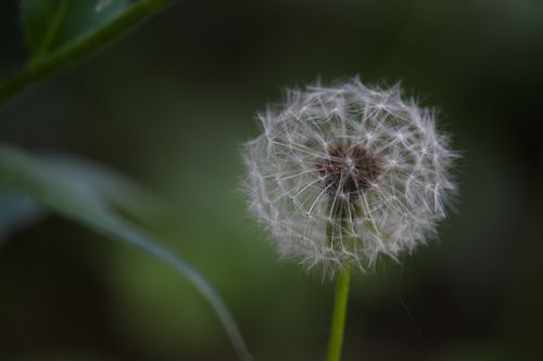 Free Detailed close-up of a dandelion against a blurred background, showcasing its delicate beauty. Stock Photo